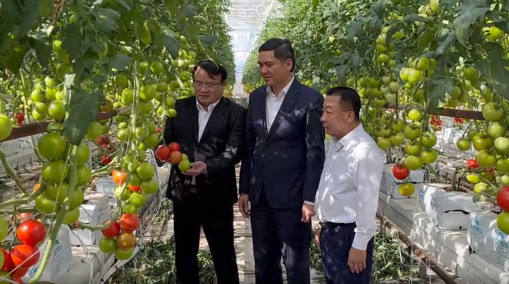 Đoàn công tác thăm khu vực trồng cà chua trong nhà kính của trang trại. 