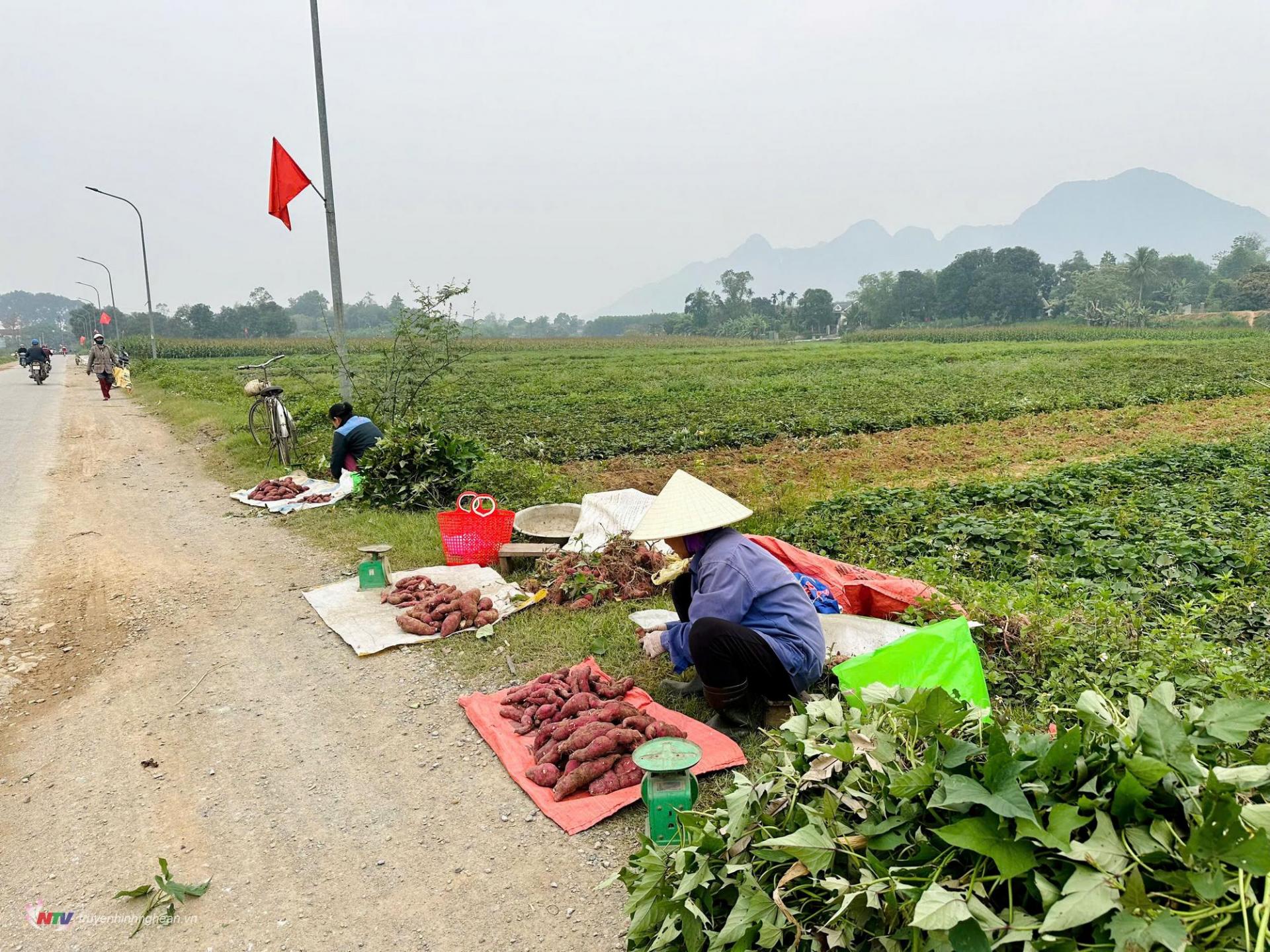 Bà con xóm Phượng Kỳ xã Kỳ Sơn bày bán khoai bên vệ đường tại cánh đồng chuyên canh trồng khoai.