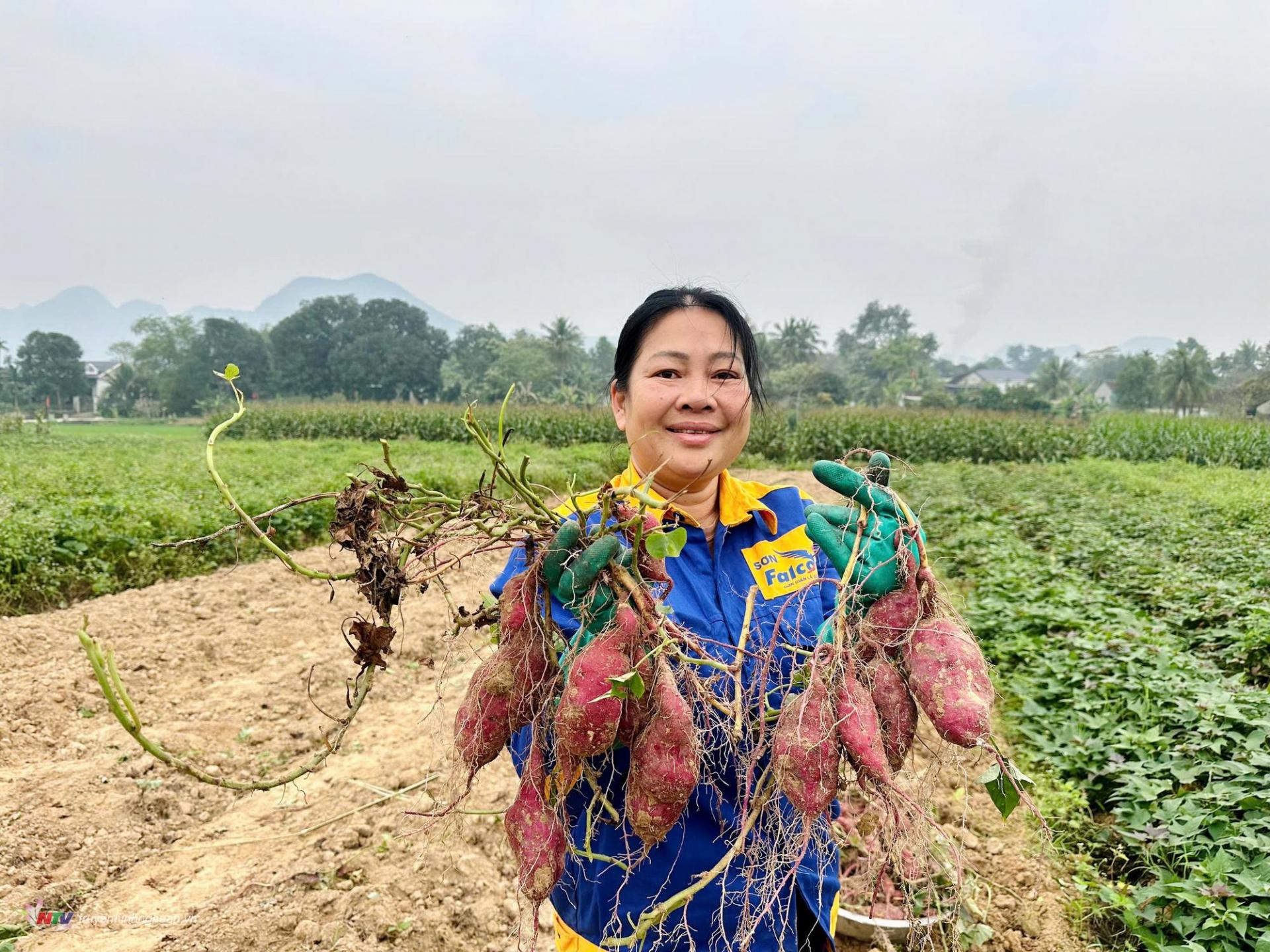 Chị Nguyễn Thị Lam vui mừng khoai củ to và được giá 