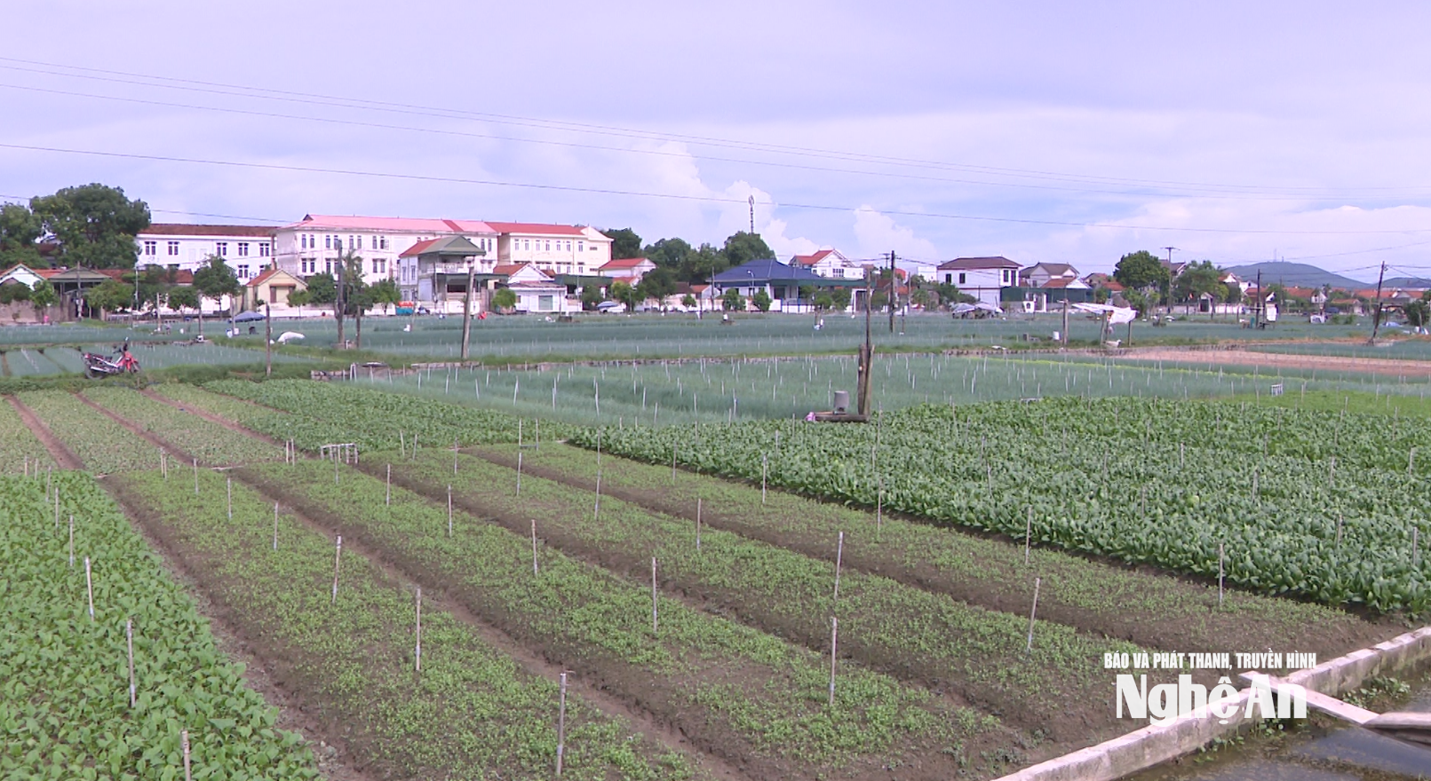 Trồng rau hữu cơ tại xã Quỳnh Anh. Ảnh: Việt Anh