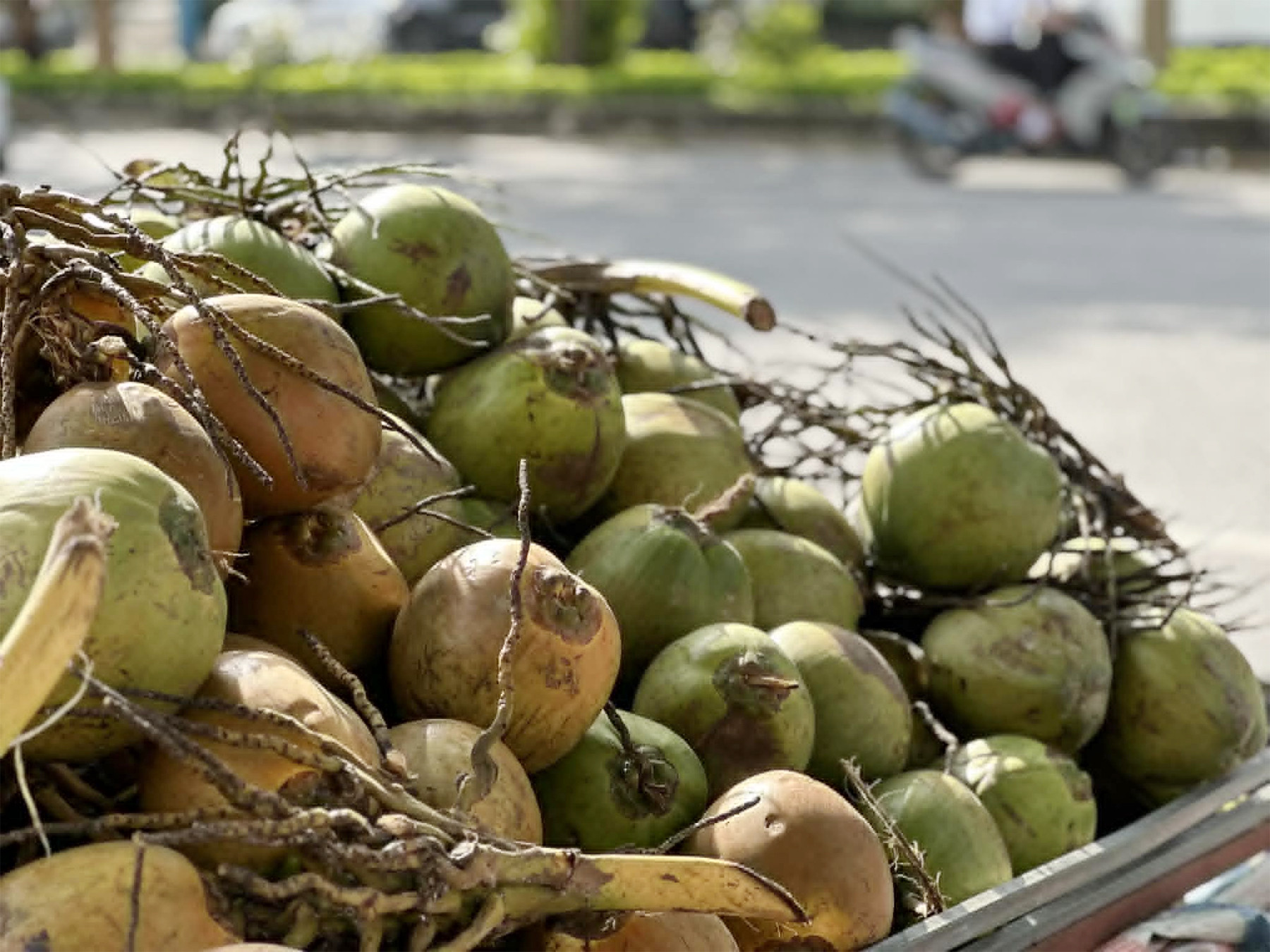 Trái dừa là thức uống phổ biến ở các nước nhiệt đới. Ảnh: Ban Mai