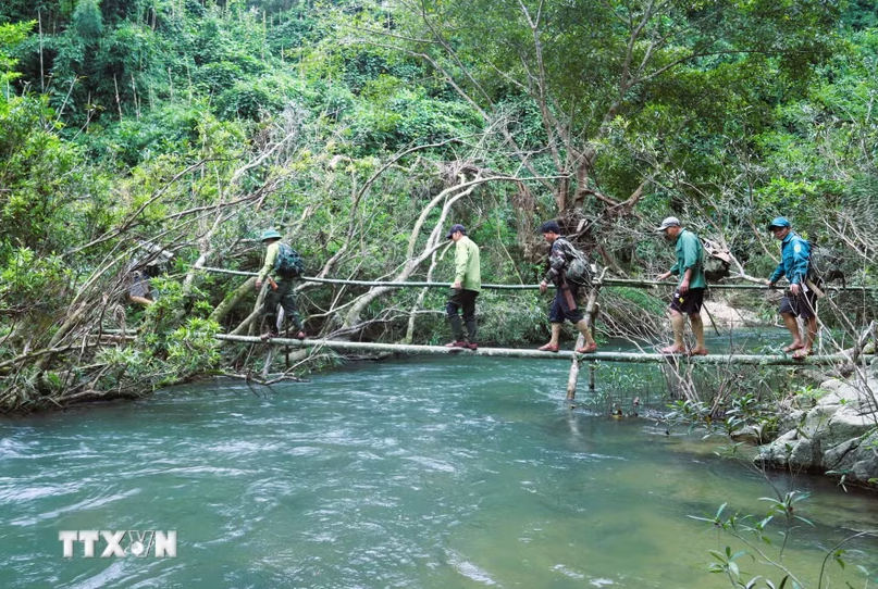 Đoàn tuần tra, bảo vệ rừng di chuyển trên cầu khỉ chênh vênh bắc qua dòng Khe Cố có dòng chảy mạnh, màu nước xanh biếc. (Ảnh: Xuân Tiến/TTXVN)