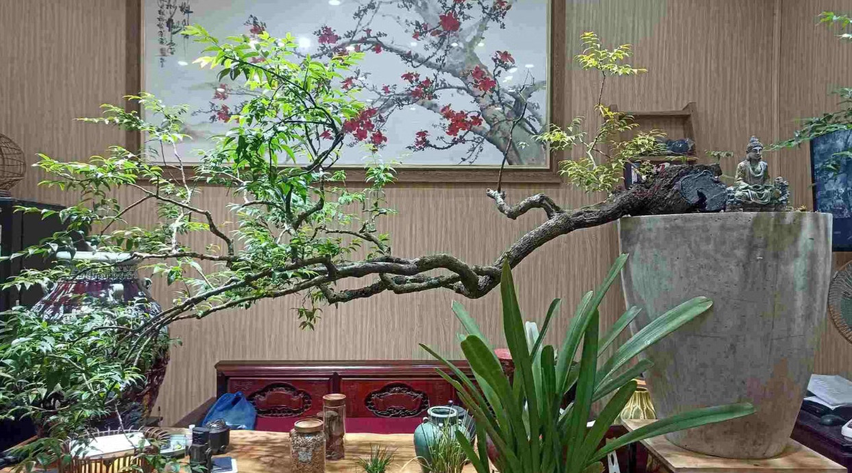 Cây Muội hồng bị săn lùng làm cây cảnh trong thời gian qua.