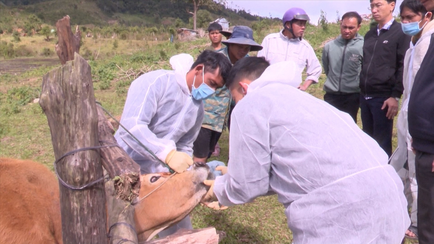 Cục Chăn nuôi và Thú y cũng được giao nhiệm vụ xây dựng kế hoạch ứng phó tổng thể với nguy cơ xâm nhiễm bệnh LMLM. Ảnh: VietNamNet