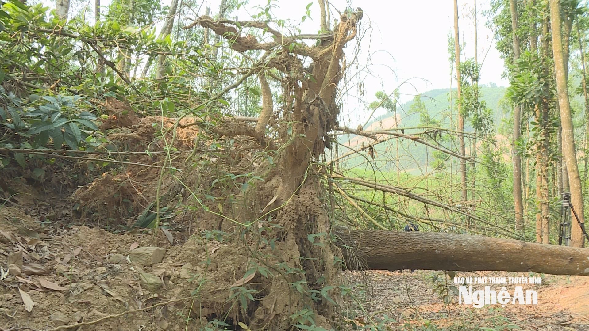 Cây ngã đổ chặn hết các lối đi, đường băng cản lửa vào rừng. Ảnh: Hồng Phong