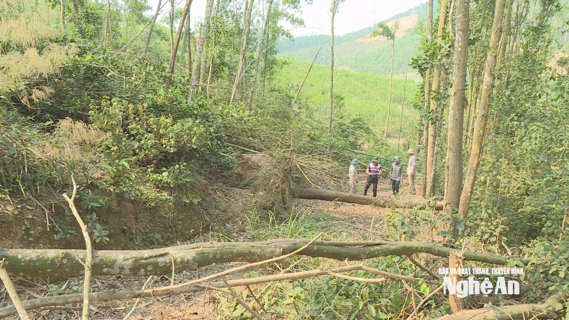Chính quyền và người dân đã nhiều lần kiến nghị nhưng đành bất lực nhìn hàng trăm ha keo ngày càng khô mục dẫn đến nguy cơ cháy rừng rất cao. Ảnh: Hồng Phong