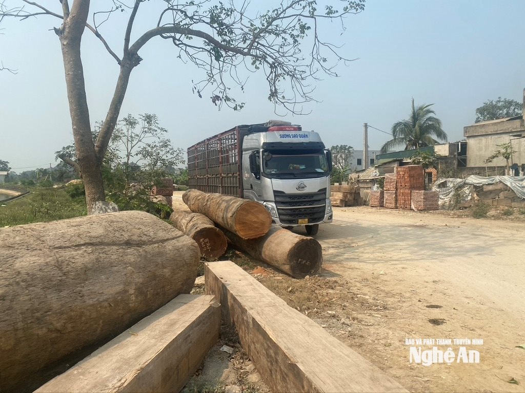 Gỗ được tập kết ngổn ngang chiếm dụng cả lòng đường đoạn qua xóm 7, xã Quỳnh Lưu. Ảnh: Văn Trường