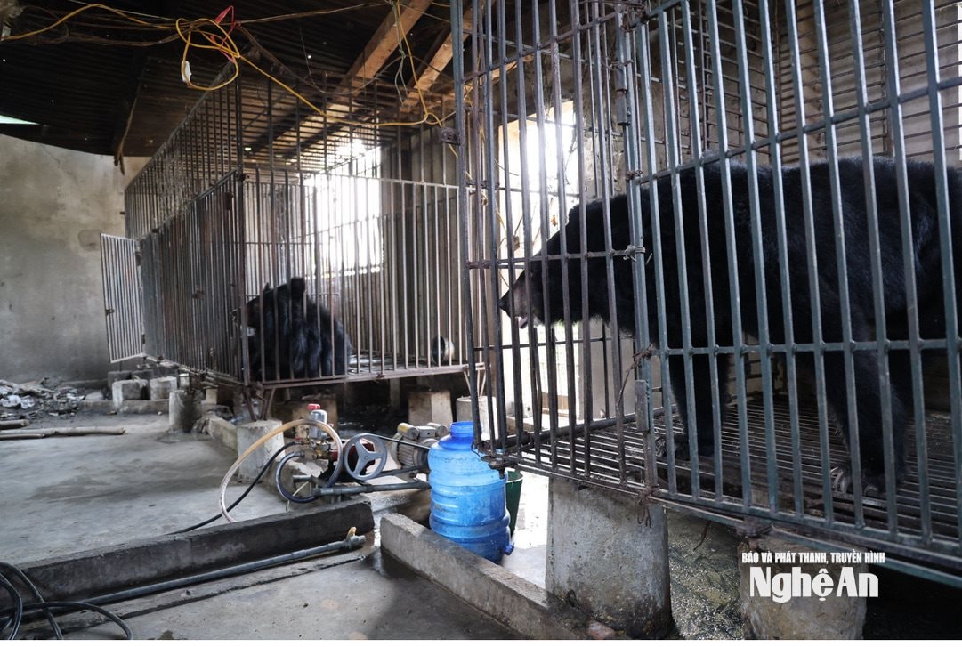 2 cá thể gấu trên 20 năm tuổi được nuôi nhốt ở hộ gia đình. Ảnh: Văn Trường