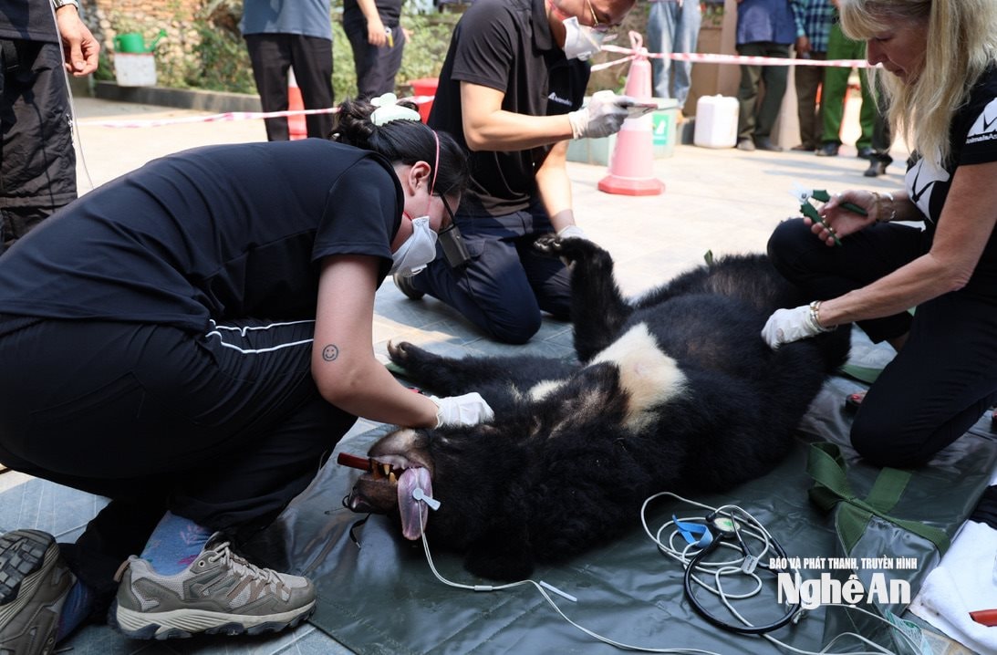 Gây mê cho gấu và được kiểm tra đảm bảo an toàn. Ảnh: Văn Trường