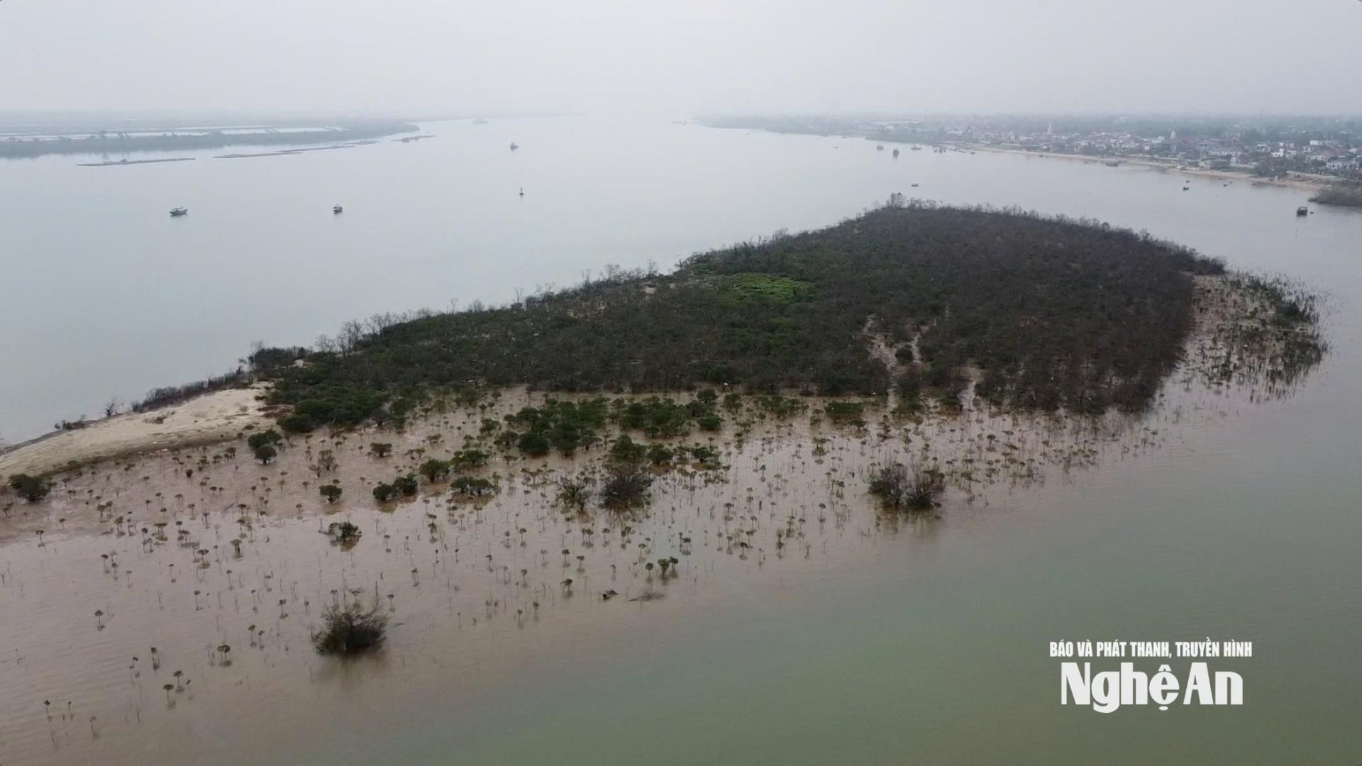 Một cánh rừng bần trên sông Lam. Ảnh: Vĩnh Hoàng