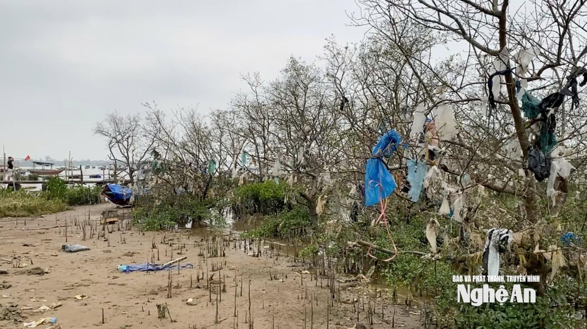 Các cây bần khu vực khối Cảnh Xuân bị nilon, bao bì, quần áo rách vấn vít trên thân, cành. Ảnh: Nhật Lân