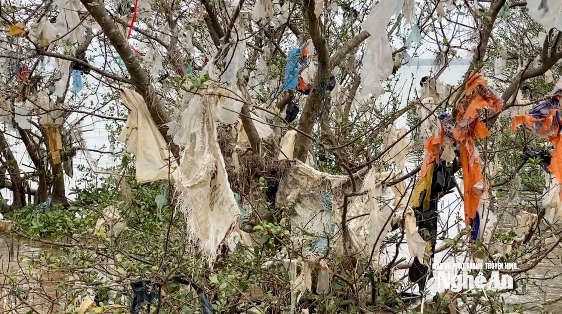 Các cây bần khu vực khối Cảnh Xuân bị nilon, bao bì, quần áo rách vấn vít trên thân, cành. Ảnh: Nhật Lân