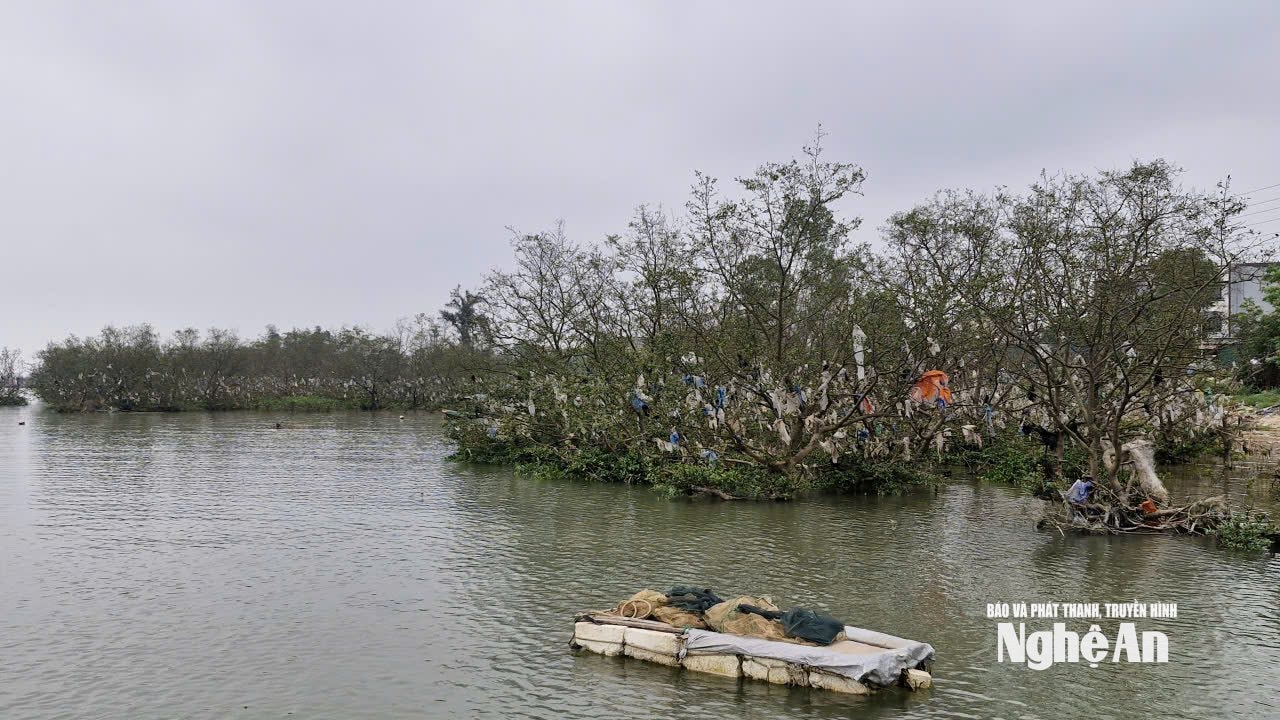 Rác thải vấn vít trên thân những cây bần ở khối Hải Nam. Ảnh: Nhật Lân