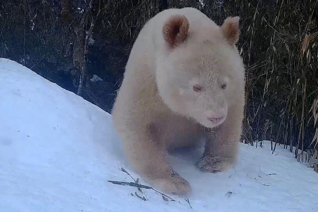 Mô hình chó Shiba gấu trắng Bear cầm bóng bay biểu cảm dễ thương trang trí  để bàn, làm việc, ô tô, quà tặng