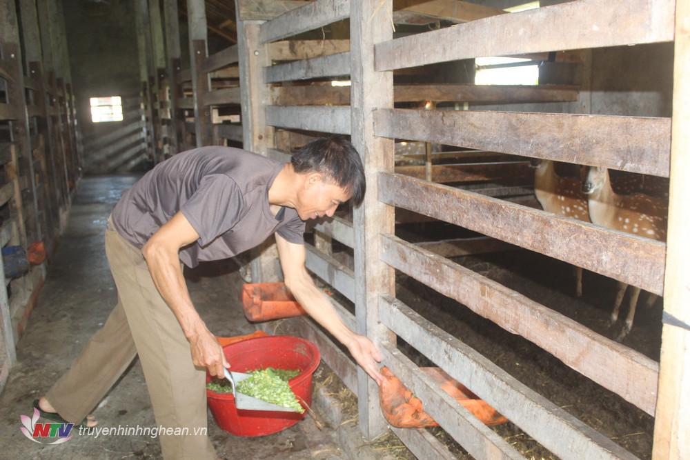 Người nuôi hươu Quỳnh Lưu mạnh dạn tăng đàn.
