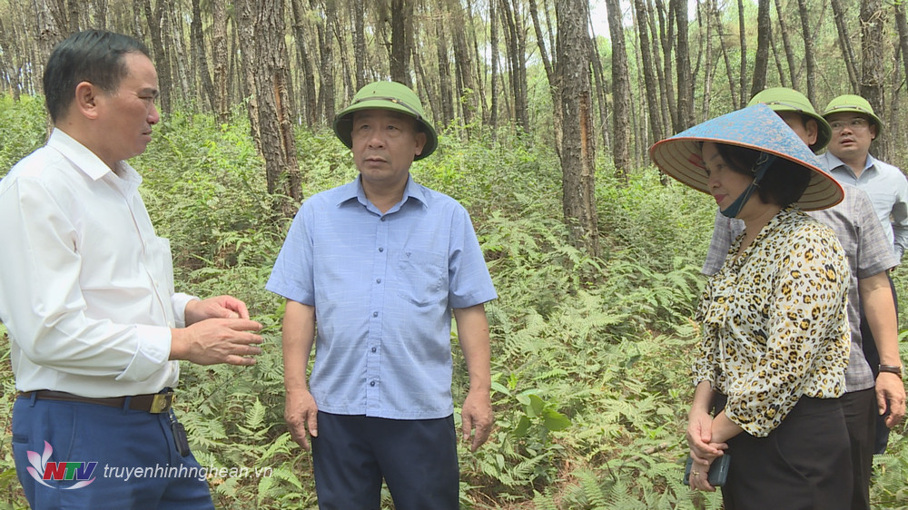 Đoàn công tác của tỉnh kiểm tra tại cánh rừng xã Bài Sơn, huyện Đô Lương.