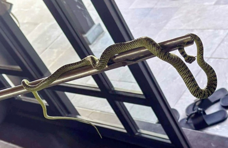 Hình ảnh con rắn xuất hiện trong phòng của nữ du khách lan truyền trên mạng xã hội.