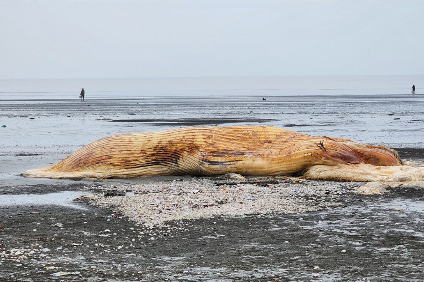 Phần thân và vây dưới của cá voi dạt vào bờ biển xã Diễn Hùng, huyện Diễn Châu, sáng 11/5. 
