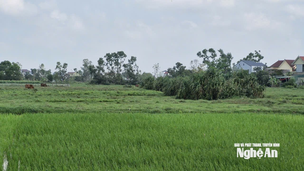 Trên khu đất thực hiện Dự án Khu thể thao và đô thị sinh thái phức hợp có nhiều bãi hoang. Ảnh: Nhật Lân
