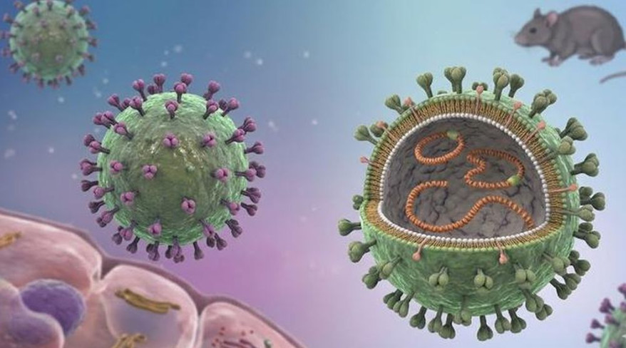 Virus Hanta lây truyền sang người qua tiếp xúc với nước tiểu, phân hoặc nước bọt bị nhiễm bệnh của các loài gặm nhấm
