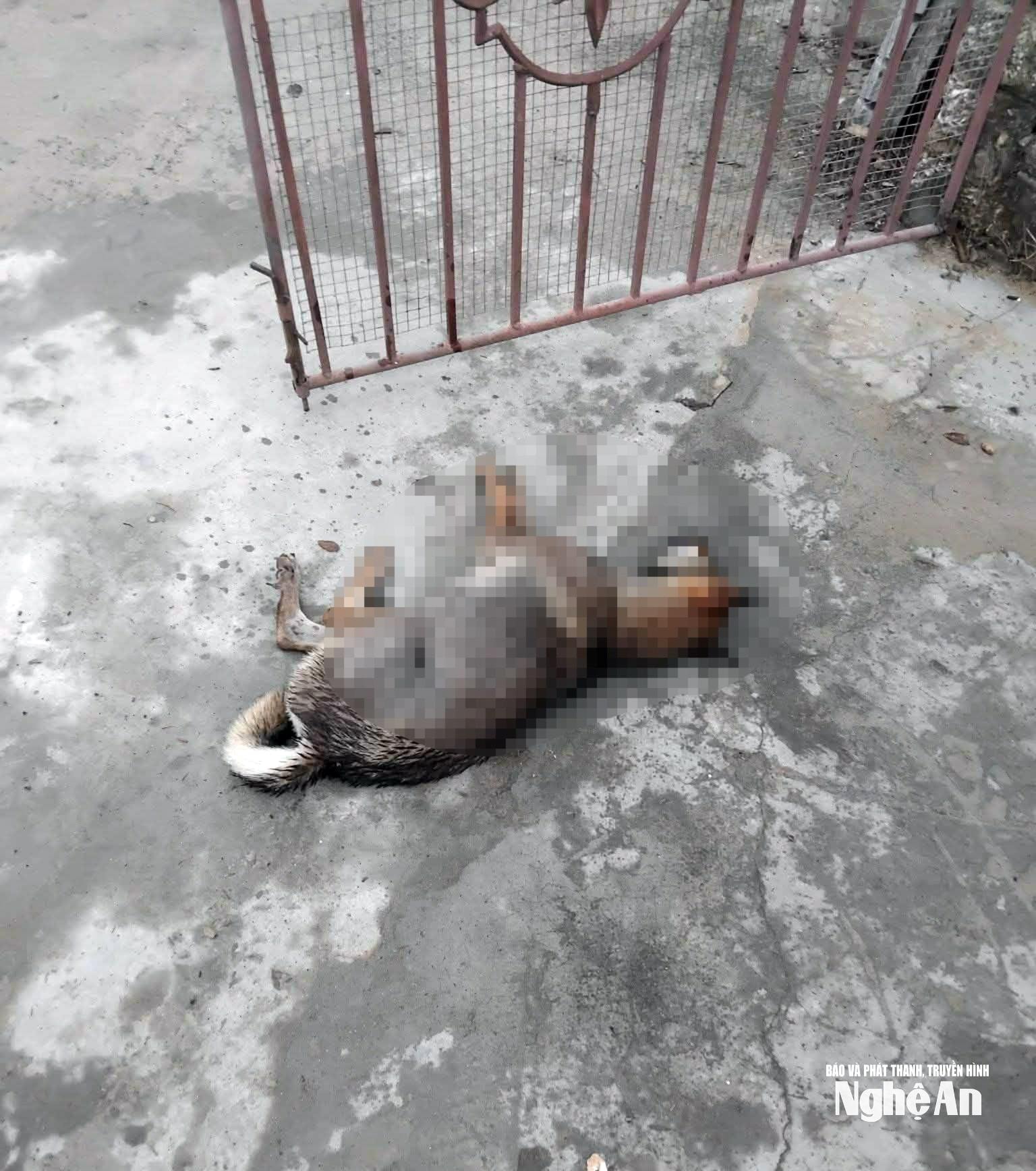 Con chó có biểu hiện nghi ngờ mắc bệnh dại đã bị người dân đánh chết sau khi lao vào tấn công nhiều người đi đường. Ảnh: CSCC