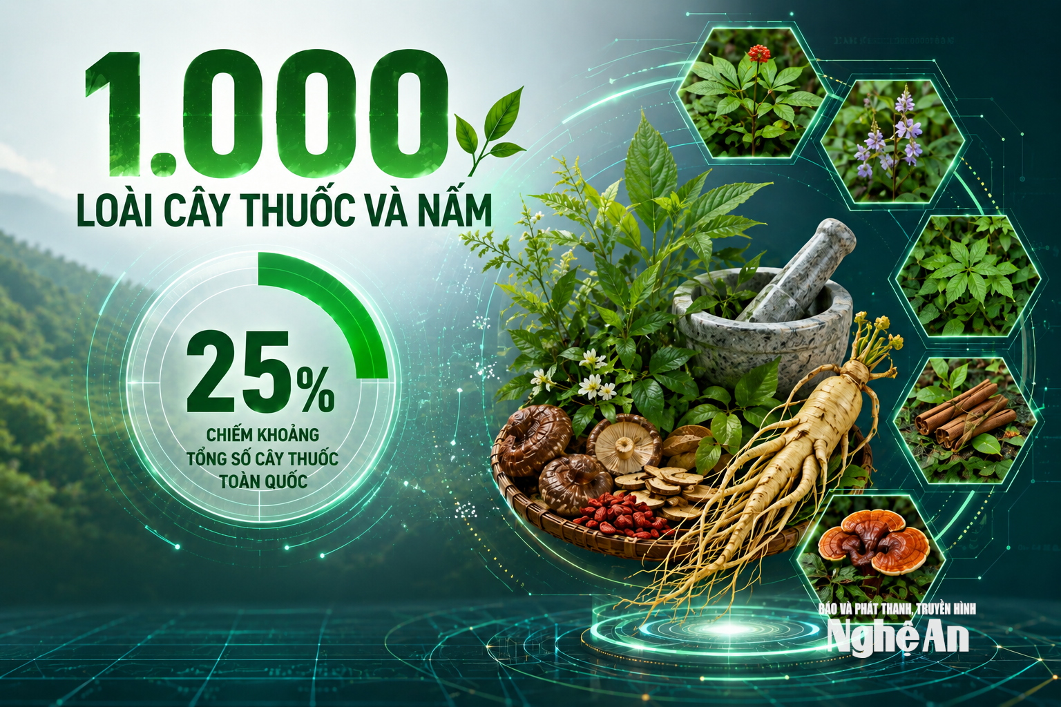 Nghệ An hiện có gần 1.000 loài cây thuốc và nấm, chiếm khoảng 25% tổng số cây thuốc toàn quốc. Ảnh: Trung Tài
