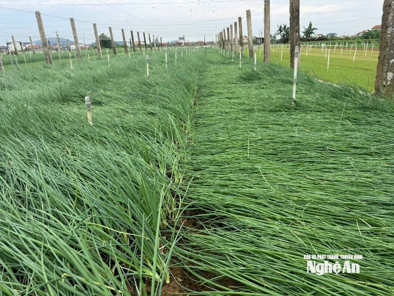 Nhiều diện tích hành ở xã Quỳnh Anh dù đang non nhưng bị đổ rạp. Ảnh: T.P