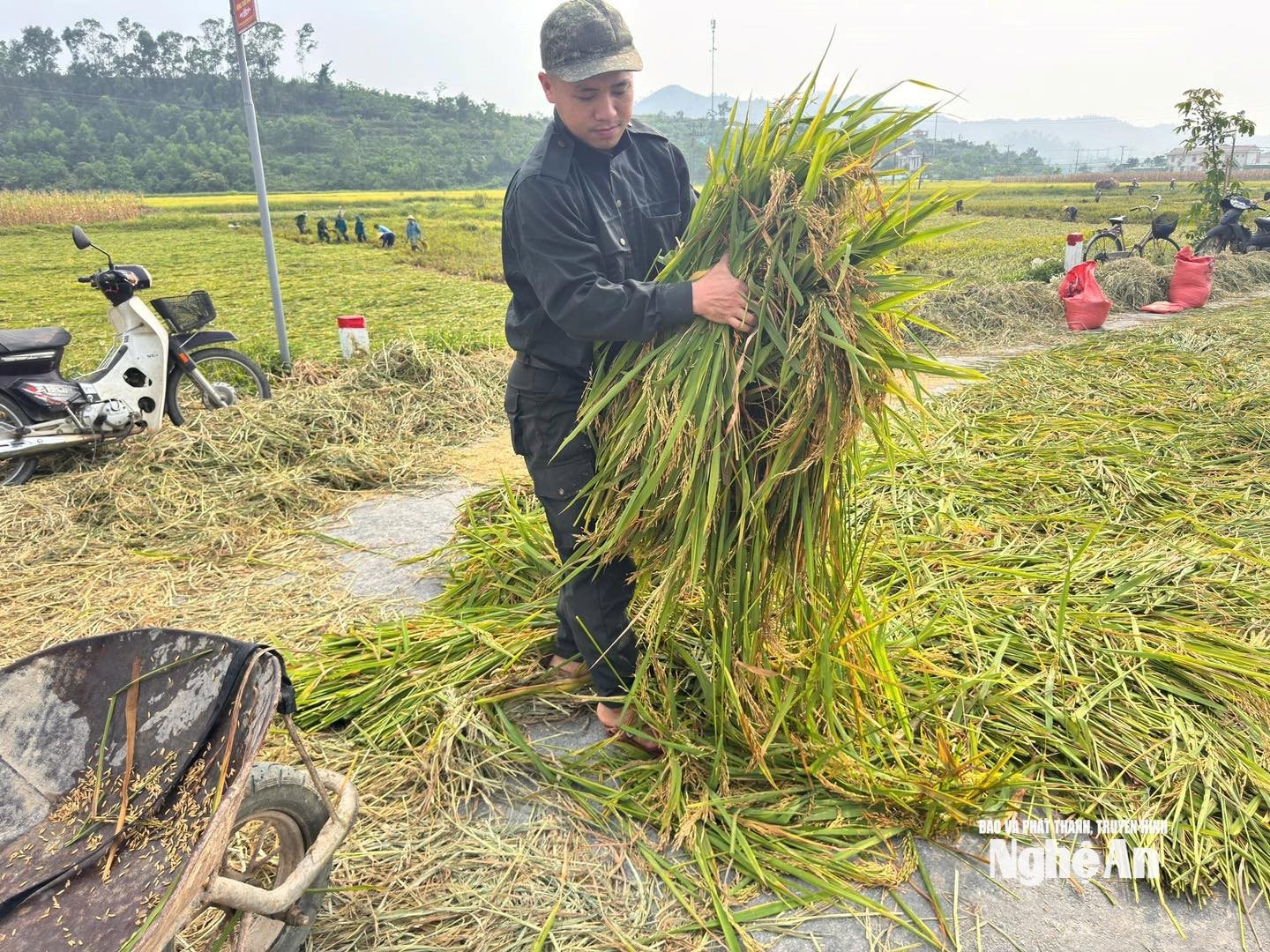 Trong bối cảnh thời tiết diễn biến bất thường, những hoạt động hỗ trợ kịp thời đã góp phần quan trọng giúp nông dân giảm thiểu thiệt hại. Ảnh: CSCC