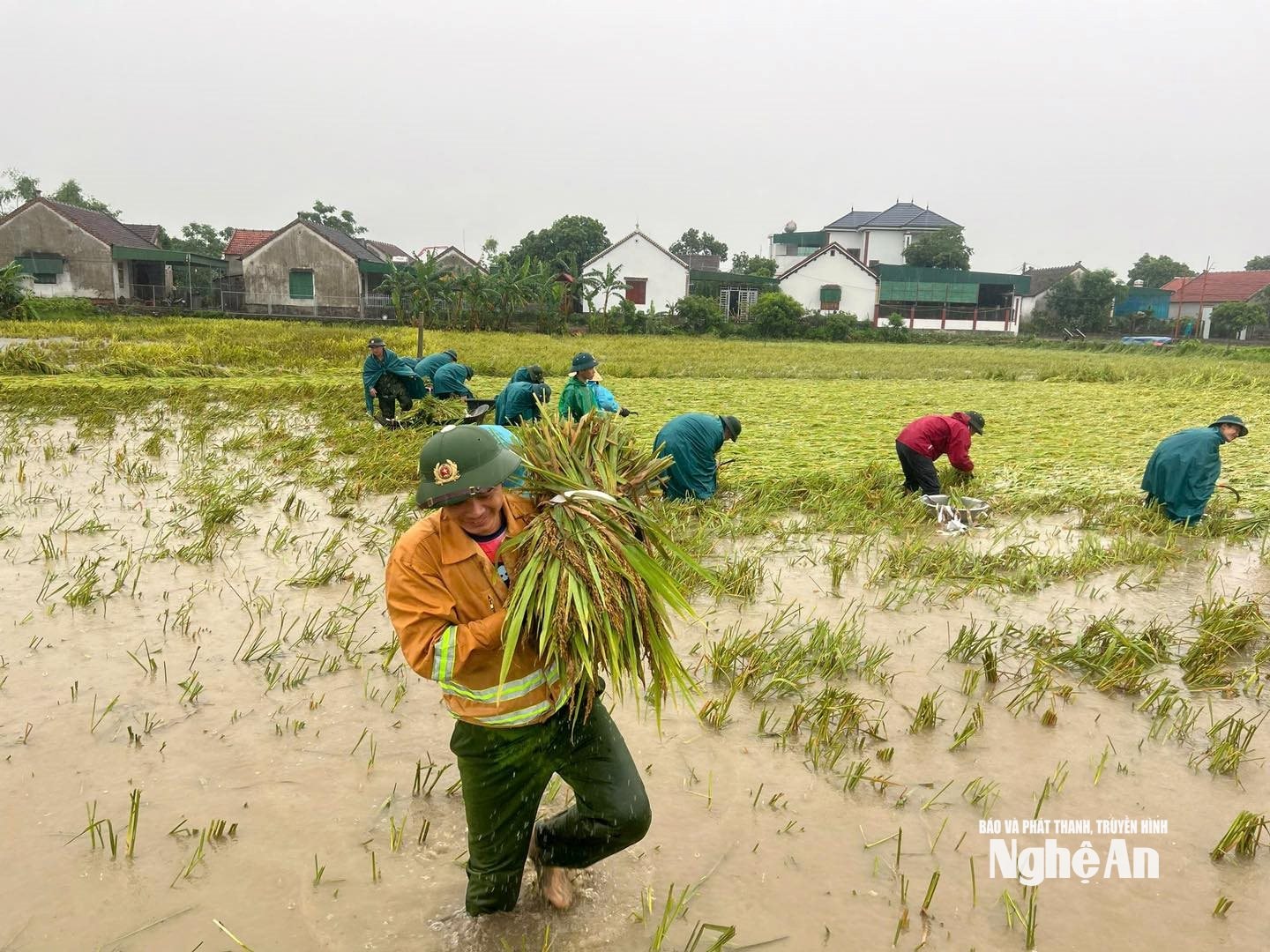Lực lượng Công an xã Thiên Nhẫn xuống đồng gặt lúa giúp dân. Ảnh: CA xã Thiên Nhẫn