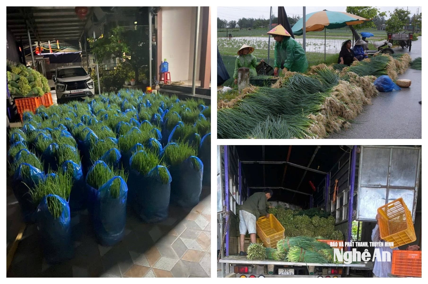 Chị Sửu đã đứng ra kết nối, tiêu thụ lượng lớn hành lá cho bà con xã Quỳnh Anh. Ảnh: CSCC