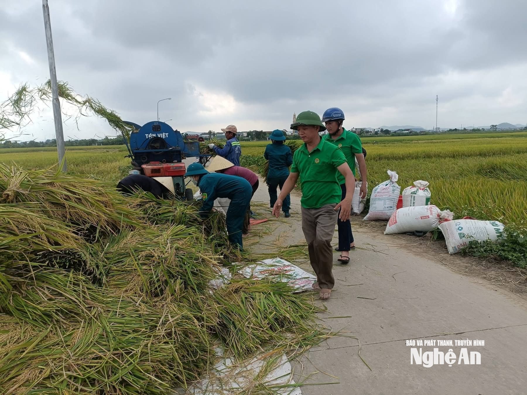 Các cấp hội nông dân tích cực vào cuộc hỗ trợ hội viên thu hoạch nông sản. Ảnh: CSCC