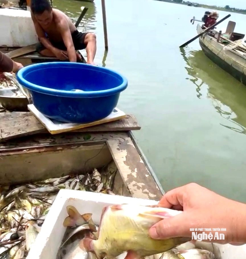 Người dân xã Bạch Ngọc dùng thuyền vớt cá chết trên sông Lam. Ảnh: P.V