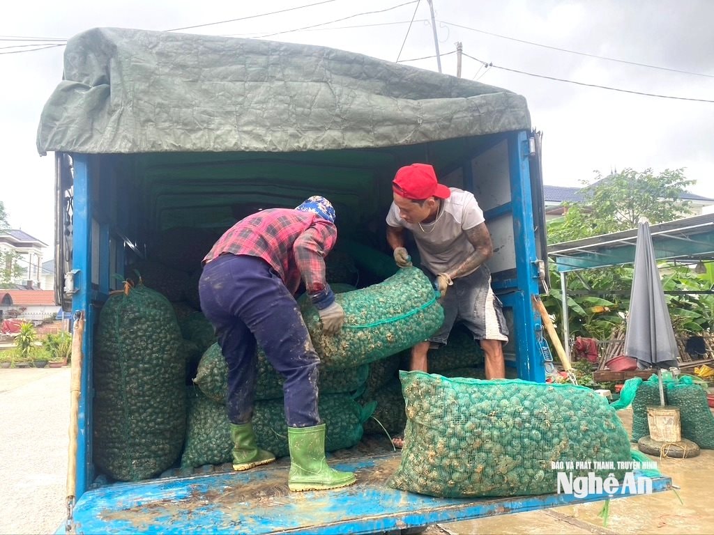 Các thương lái thu mua ốc bươu vàng ở xã Bình Minh. Ảnh: Văn Trường
