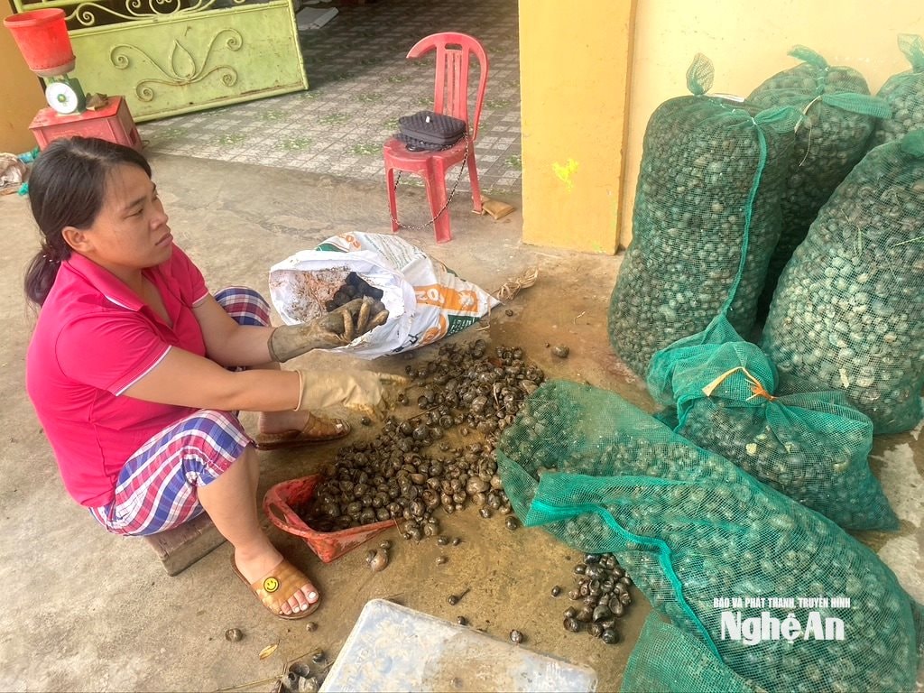Một điểm thu mua ốc bươu tại xã Quảng Châu. Ảnh: Văn Trường