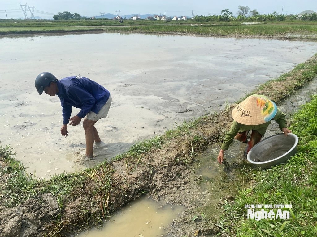 Nông dân xã Bình Minh tranh thủ bắt ốc bươu vàng. Ảnh: Văn Trường