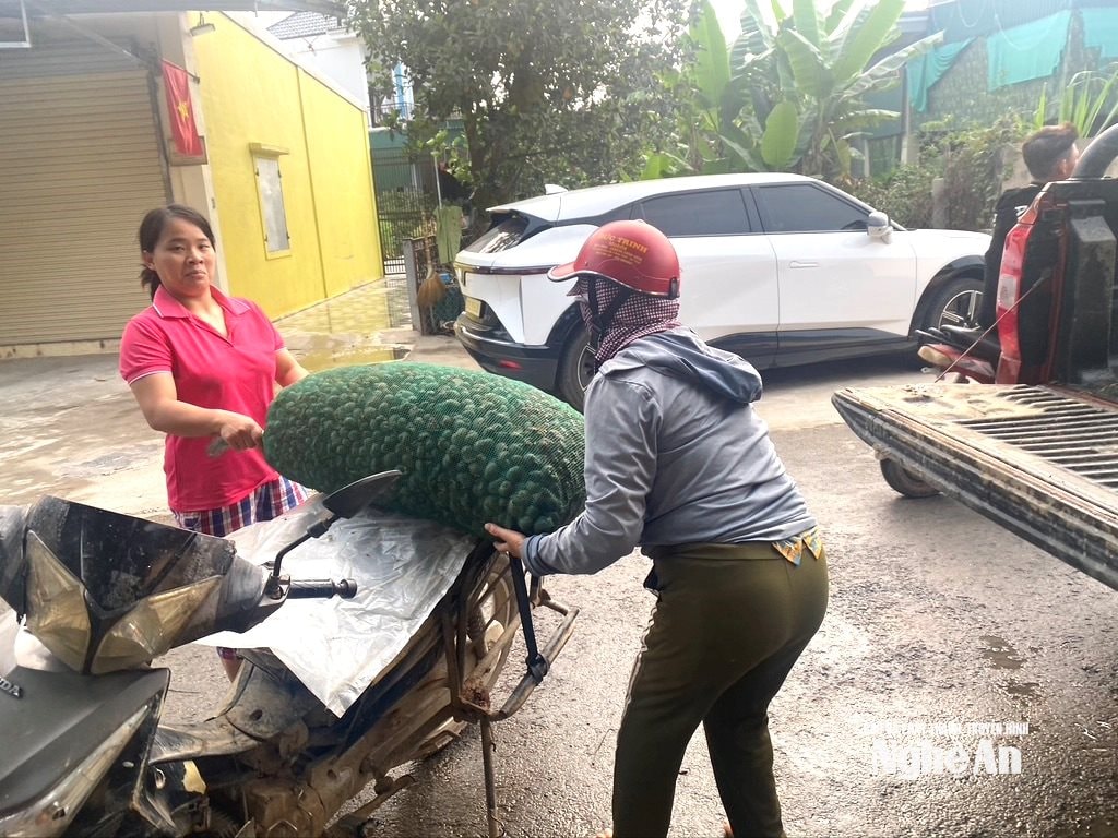Nông dân đưa ốc bươu vàng đến bán cho điểm thu mua tại xã Quảng Châu. Ảnh: Văn Trường