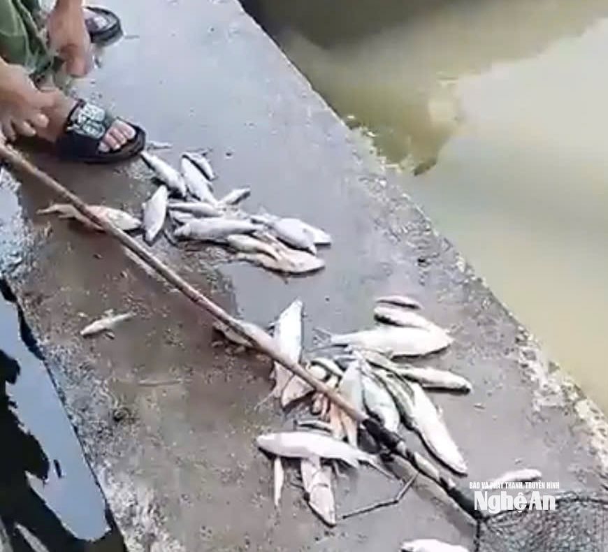 Người dân vớt cá chết trên kênh Đào. Ảnh: Văn Trường