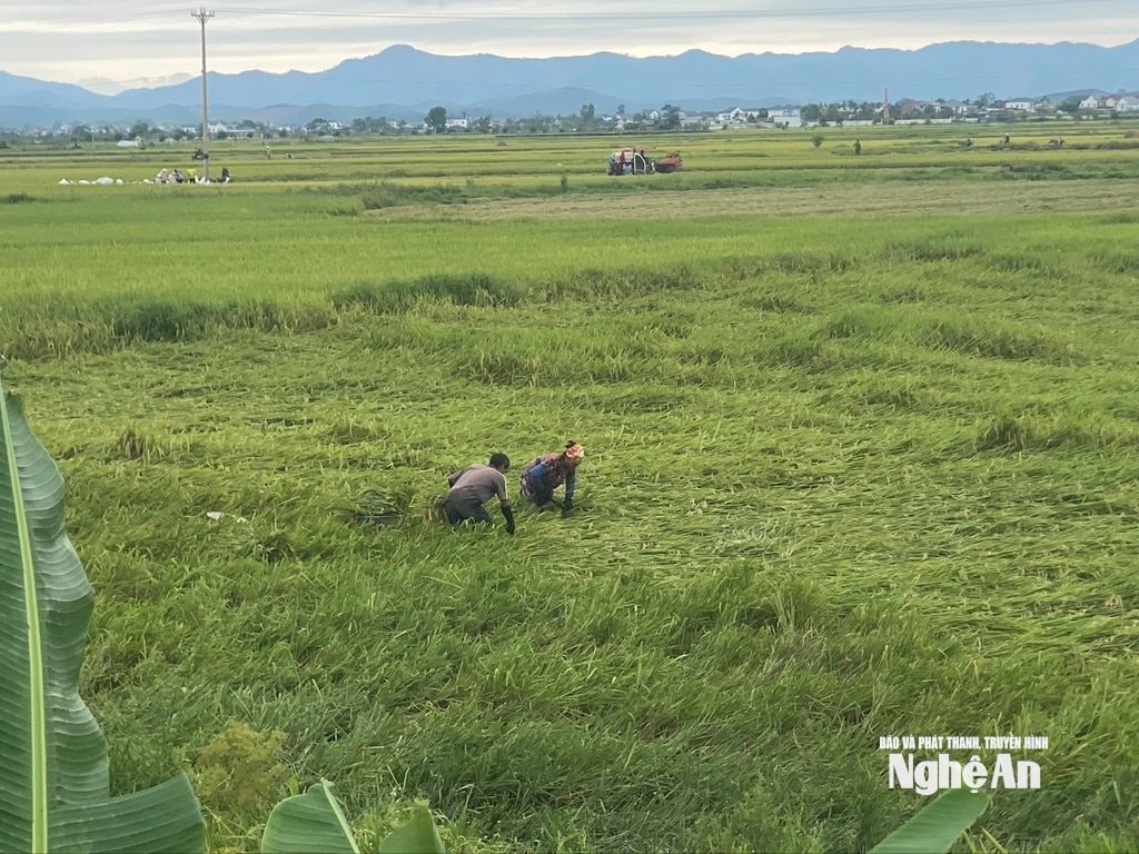 Trước đó, do giông lốc và mưa lớn, hàng nghìn héc ta lúa xuân của người dân đã bị đổ. Ảnh: Văn Trường