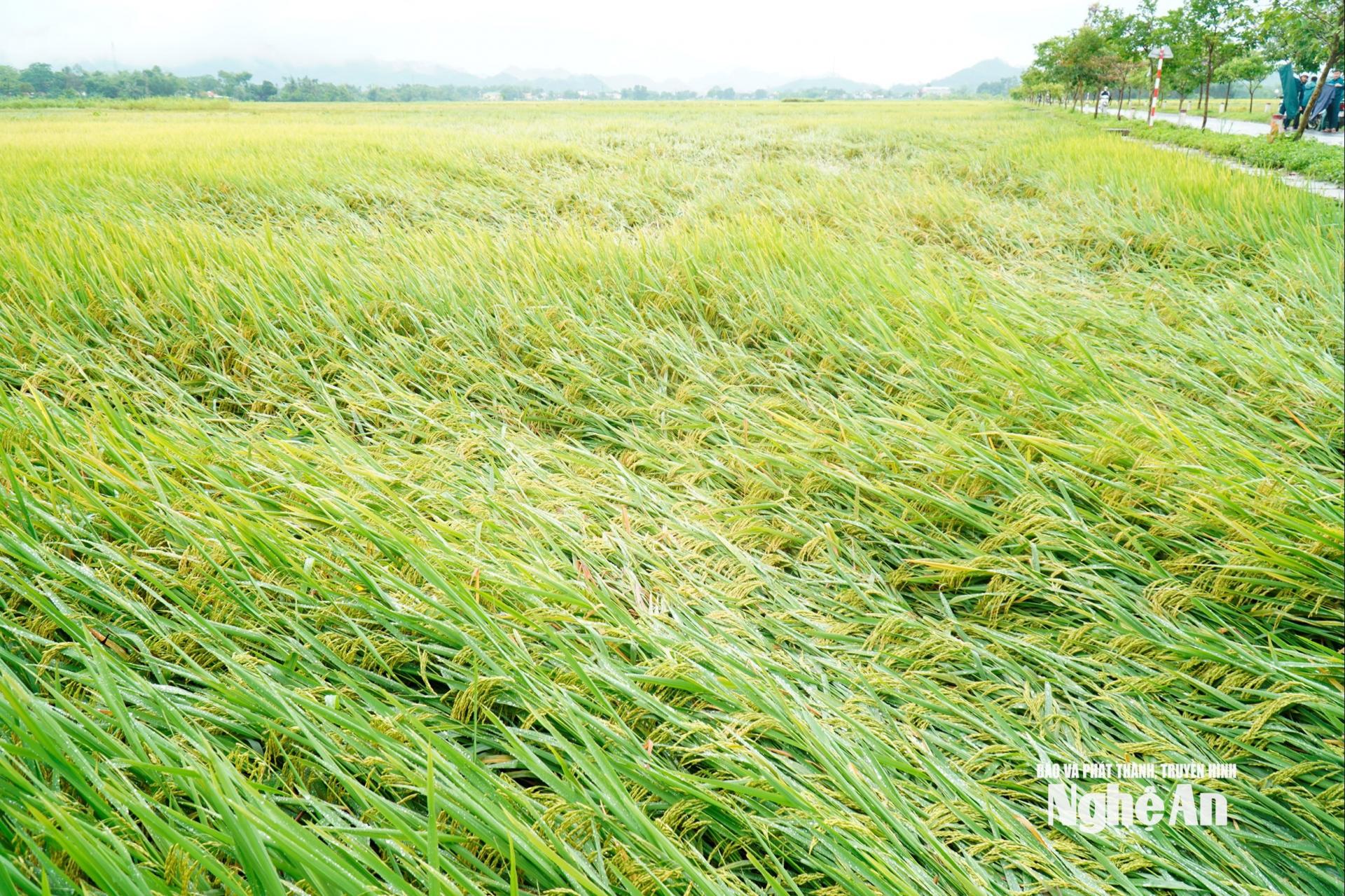 Hơn 150 ha lúa bị ảnh hưởng.