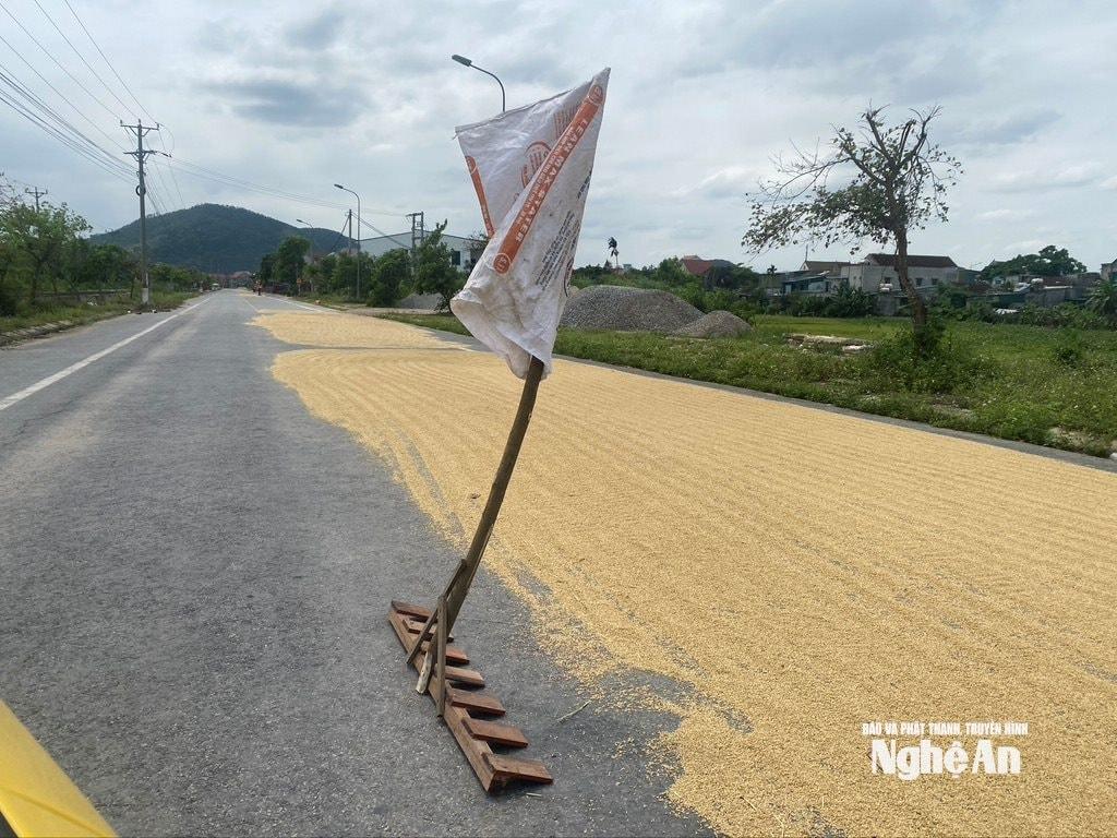 Các vật cản được dựng để phơi lúa ở xã Yên Thành. Ảnh: Hải An