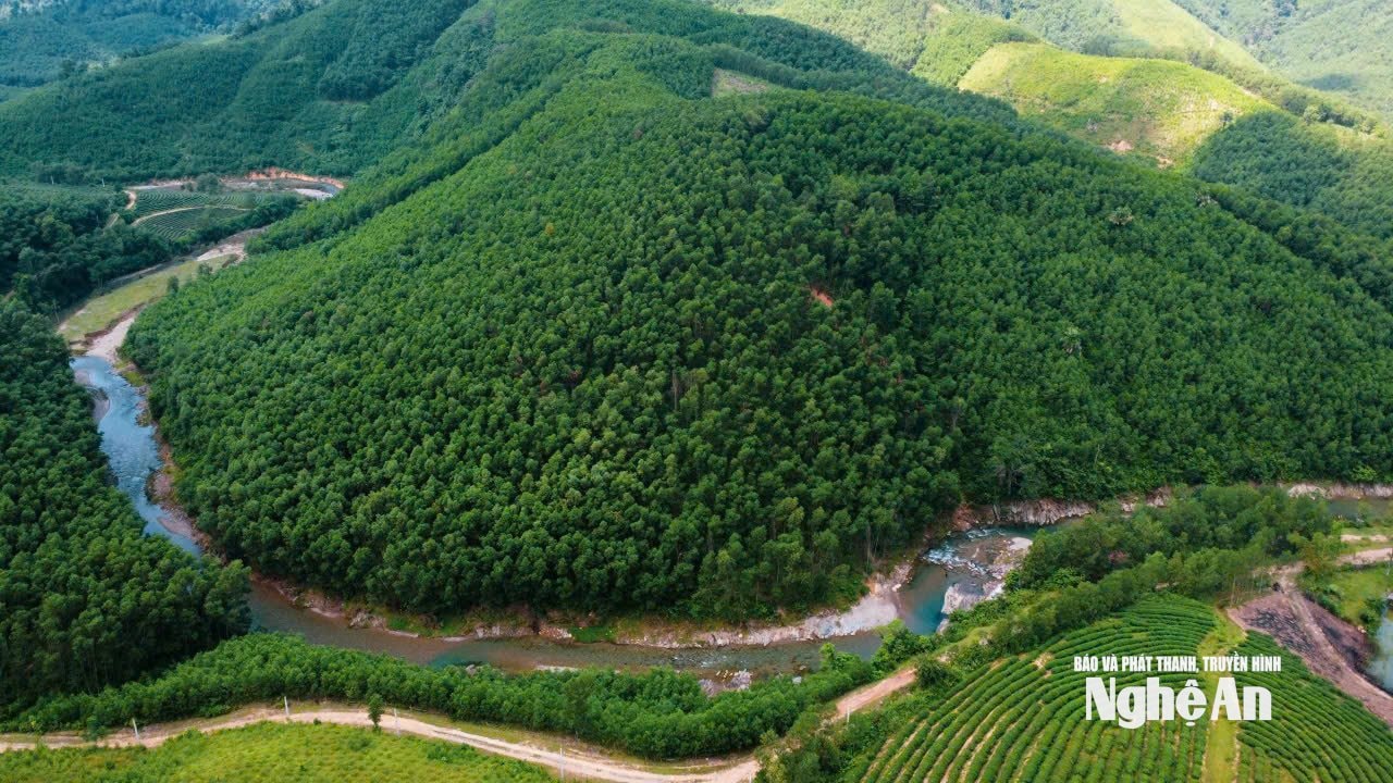 Một đồi keo nguyên liệu ở xã Sơn Lâm. Ảnh: Vĩnh Hoàng