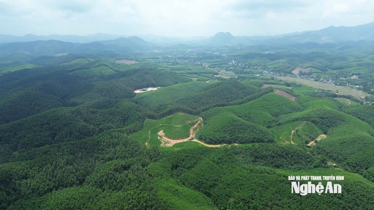 Vùng gỗ keo nguyên liệu trên địa bàn xã Châu Bình. Ảnh: Tiến Đông