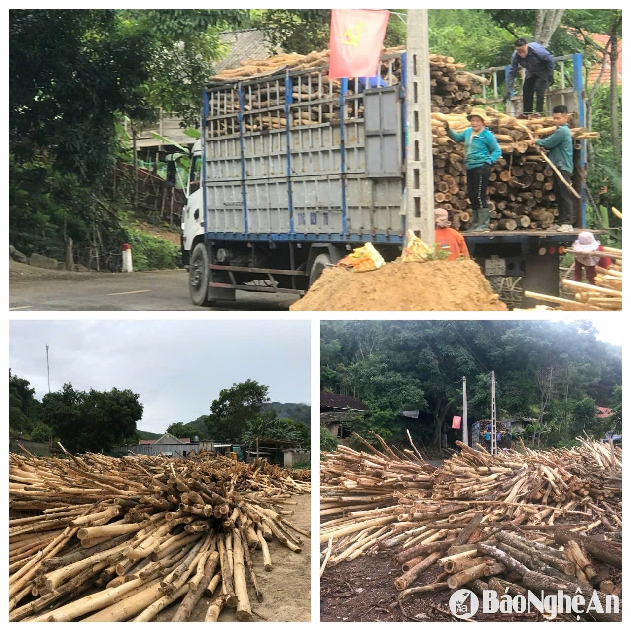 Gỗ keo nguyên liệu của người dân trên địa bàn tỉnh Nghệ An thường được thương lái thu mua chuyển sang địa bàn tỉnh Thanh Hóa để chế biến dăm gỗ xuất khẩu. Ảnh: Nhật Lân