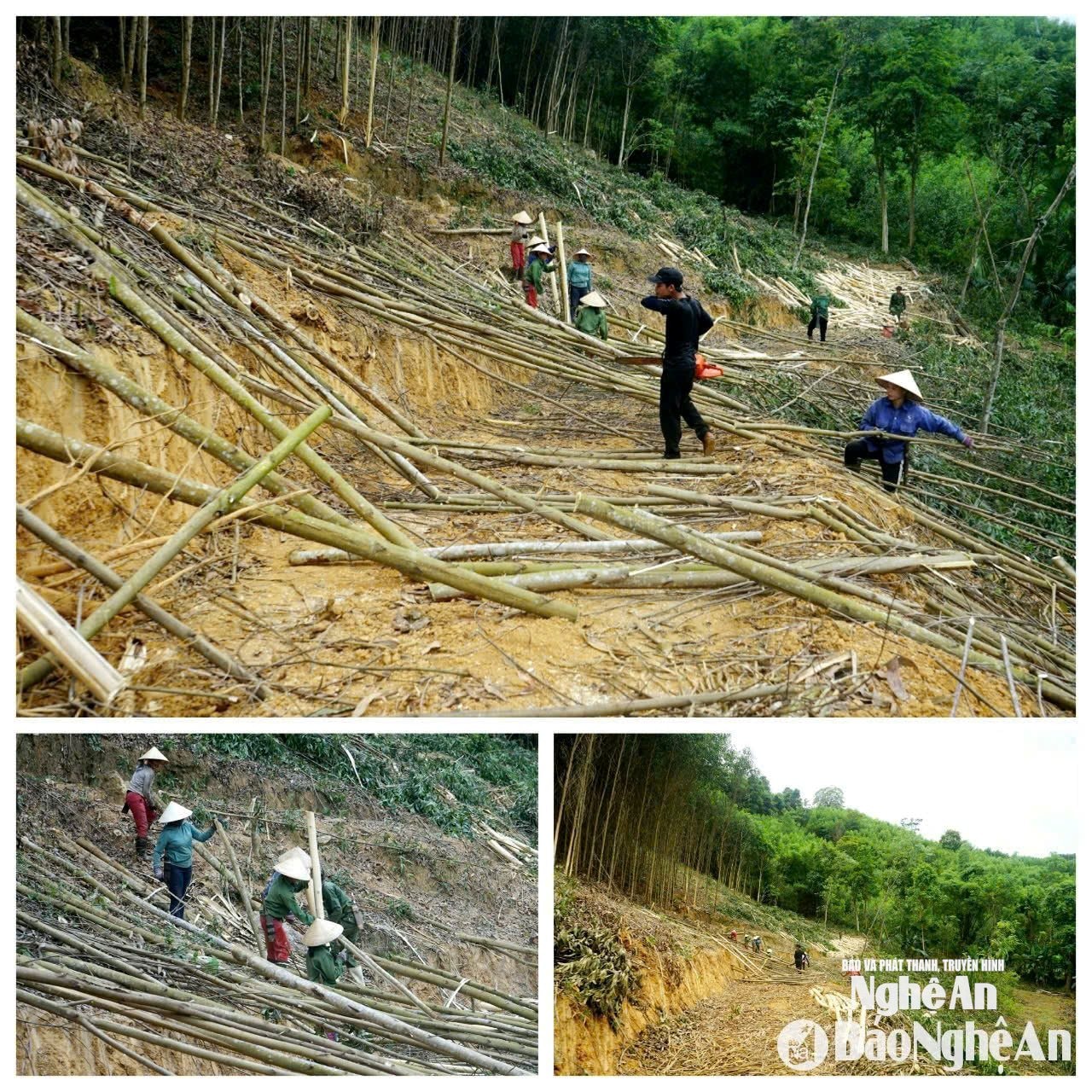 Hoạt động khai thác gỗ keo nguyên liệu trên địa bàn xã Tam Hợp. Ảnh: Huy Nhâm