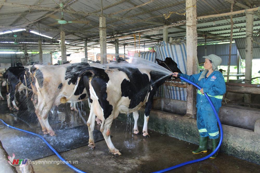 Vệ sinh chuồng trại thoáng mát giúp bò phát triển tránh tình trạng sốc nhiệt