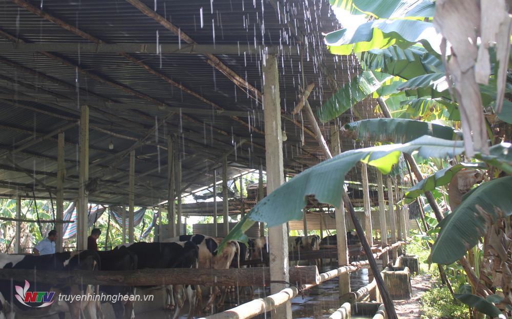 Để chống nóng cho đàn bò sữa gia đình đã đầu tư giàn bét tưới trên mái và đầu tư lắp quạt mát cho đàn bò