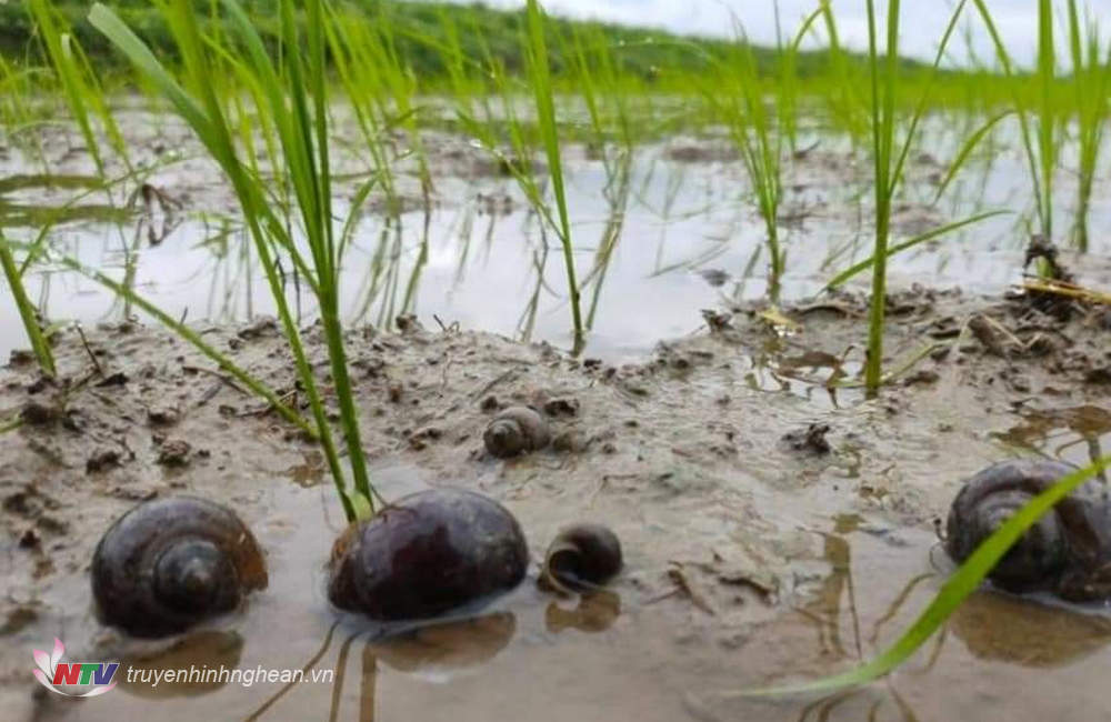 Ốc bươu vàng phát sinh mạnh trên đồng ruộng tại Diễn Phú 