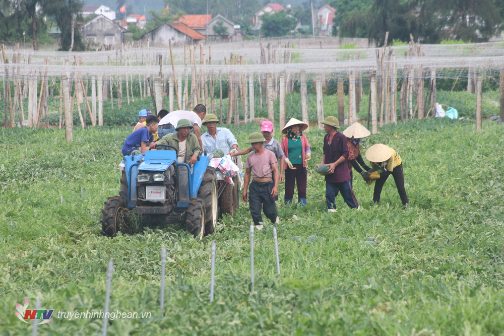 Nông dân xã Quỳnh Liên, thị xã Hoàng Mai thu hoạch dưa hấu.