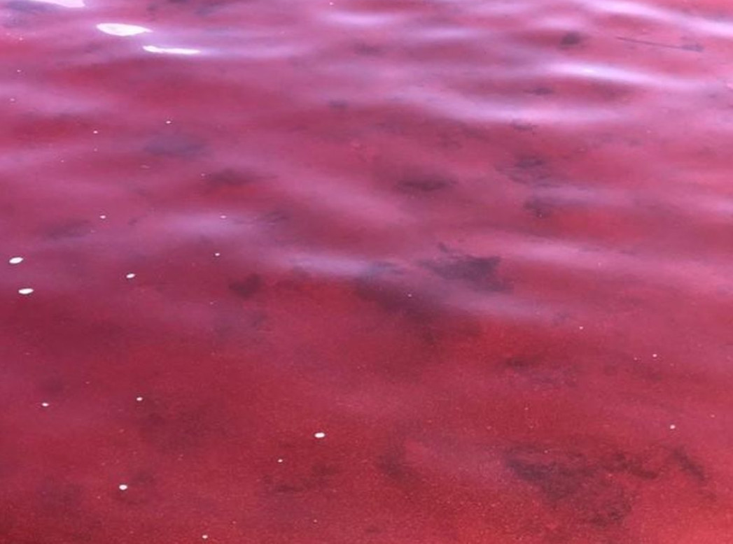 Nước biển từ màu xanh chuyển sang đỏ (ảnh do người dân cung cấp)
