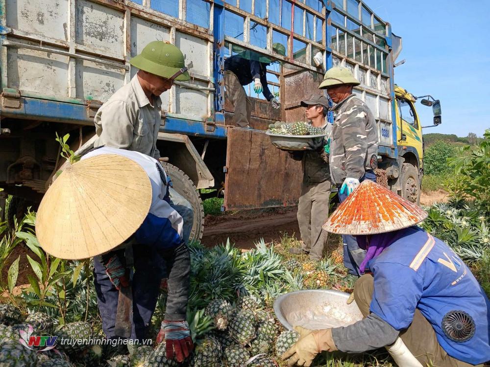 Nông dân Quỳnh Lưu phấn khởi thu hoạch dứa.